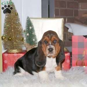 Holly, Basset Hound Puppy