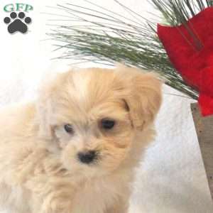 Holly, Maltipoo Puppy