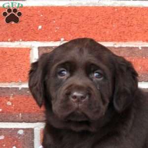 Holly, Chocolate Labrador Retriever Puppy