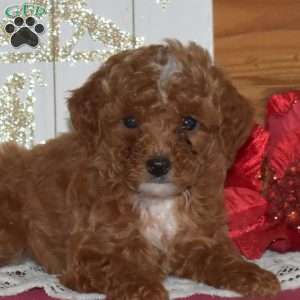 Holly, Miniature Poodle Puppy