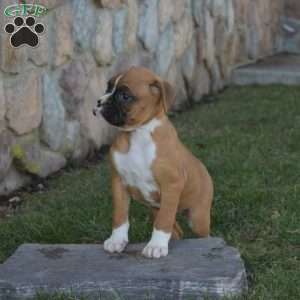 Holly, Boxer Puppy