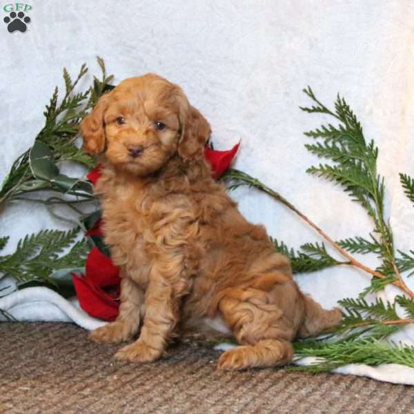 Holly, Cockapoo Puppy