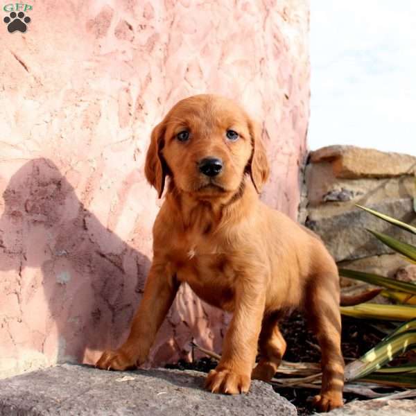 Holly, Irish Setter Puppy