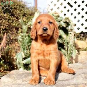 Holly, Irish Setter Puppy