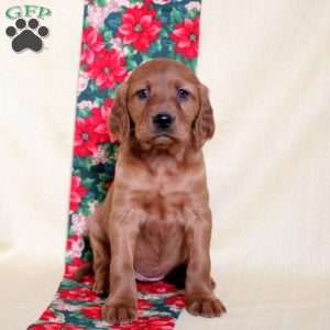 Holly, Irish Setter Puppy