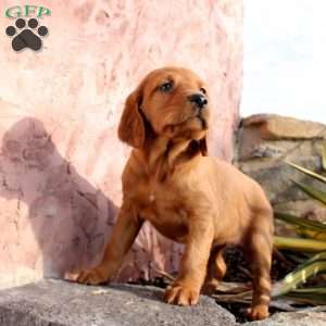 Holly, Irish Setter Puppy