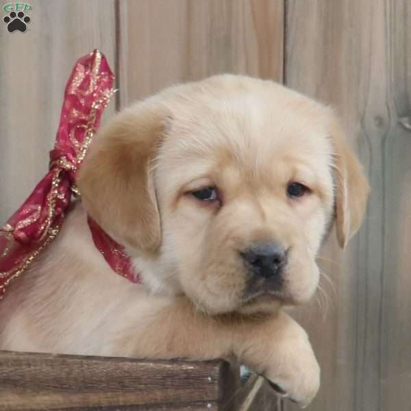 Holly, Yellow Labrador Retriever Puppy