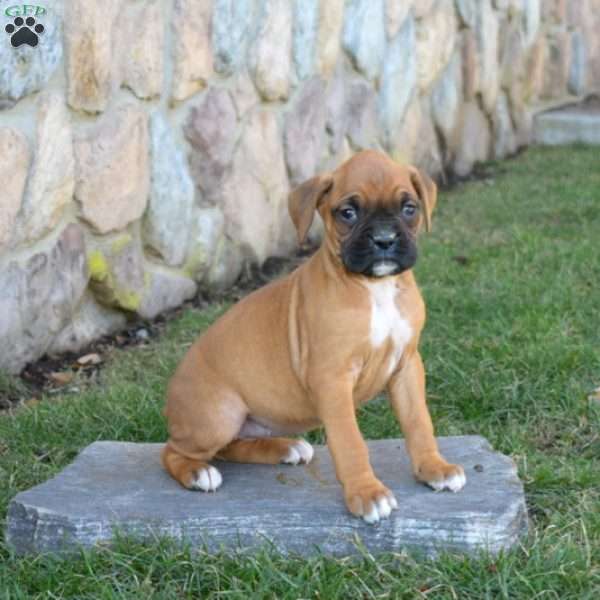 Honey, Boxer Puppy