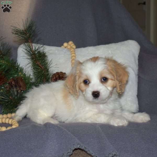 Honey, Cavachon Puppy