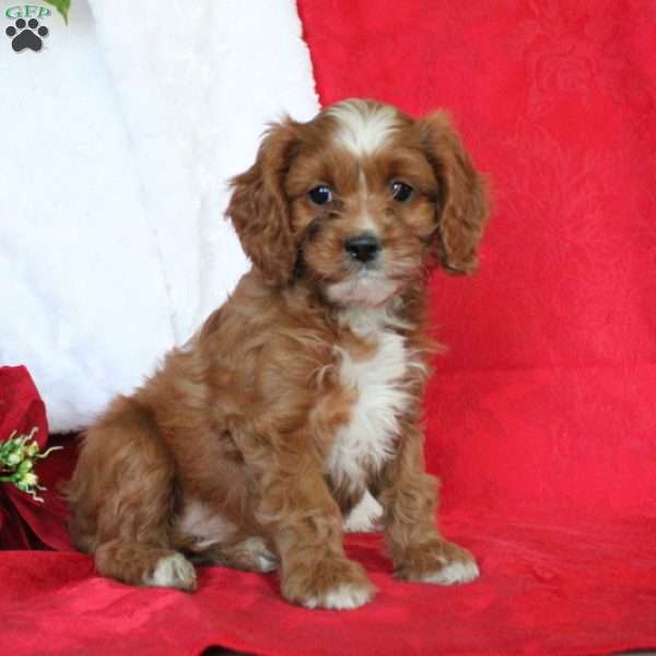 Honey, Cavapoo Puppy