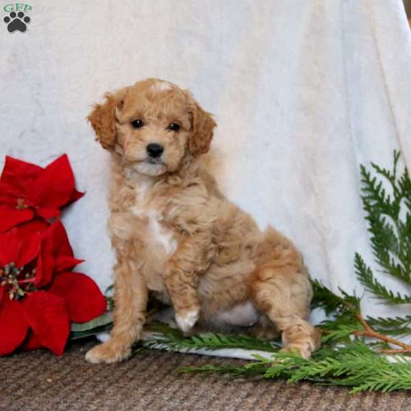 Honey, Cockapoo Puppy