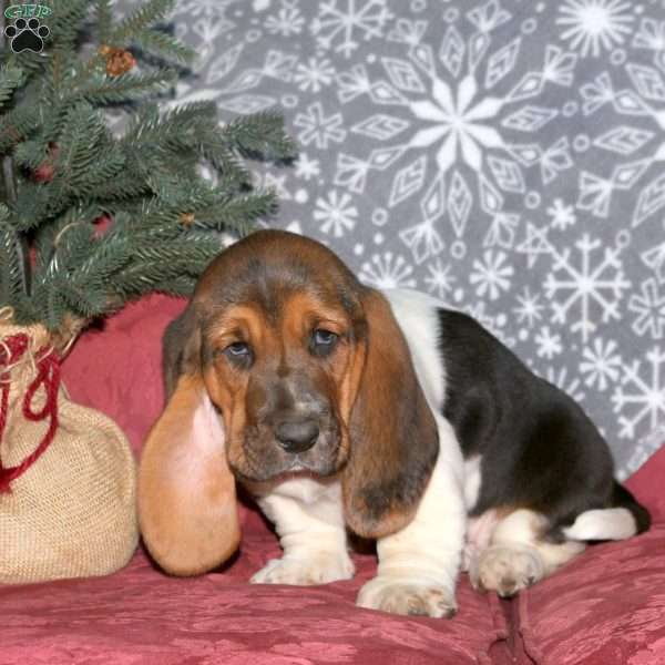 Hooper, Basset Hound Puppy