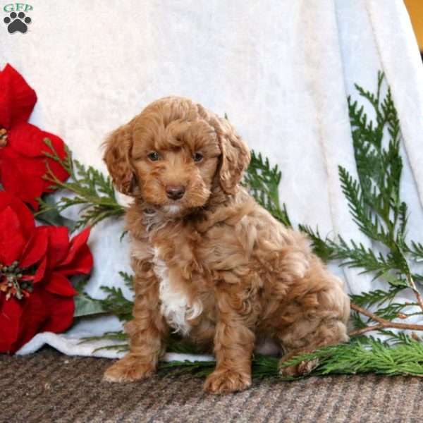 Hoops, Cockapoo Puppy