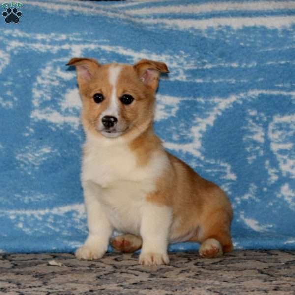 Hoops, Pembroke Welsh Corgi Puppy