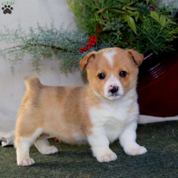 Hoops, Pembroke Welsh Corgi Puppy