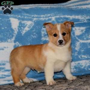 Hoops, Pembroke Welsh Corgi Puppy