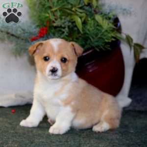 Hoops, Pembroke Welsh Corgi Puppy