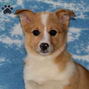 Hoops, Pembroke Welsh Corgi Puppy