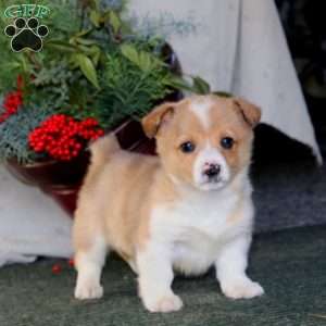 Hoops, Pembroke Welsh Corgi Puppy