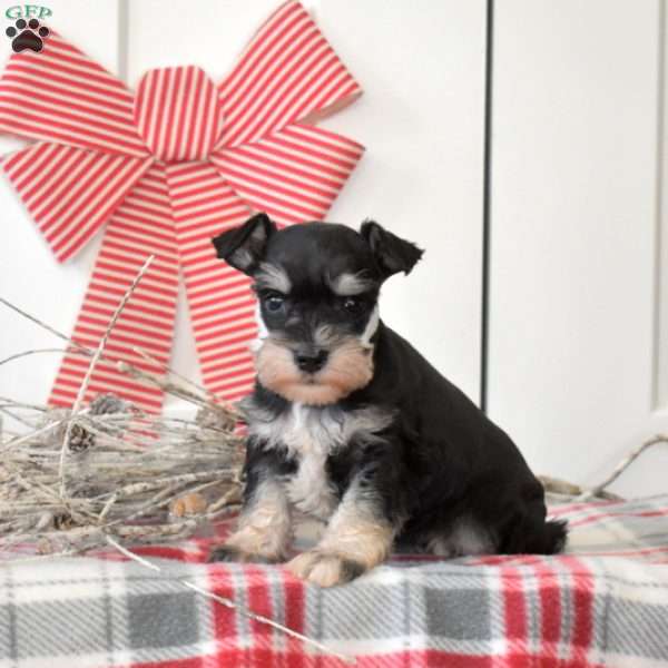 Hope, Miniature Schnauzer Puppy