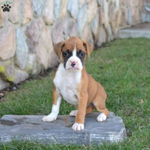 Hope, Boxer Puppy