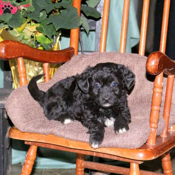 Hope, Mini Aussiedoodle Puppy