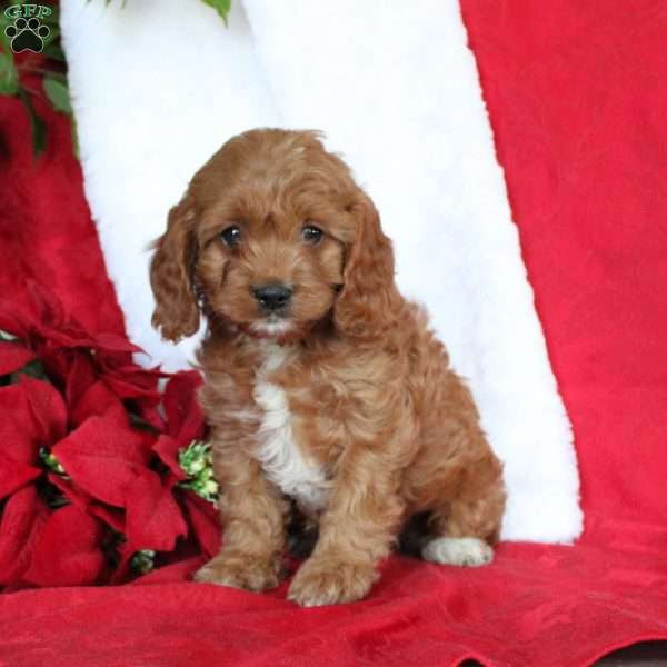 Hope, Cavapoo Puppy