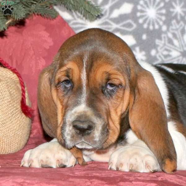 Hope, Basset Hound Puppy