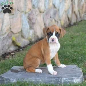 Hope, Boxer Puppy