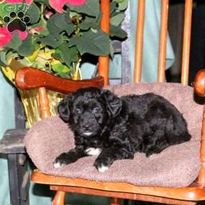 Hope, Mini Aussiedoodle Puppy