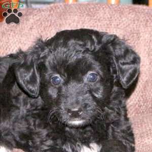 Hope, Mini Aussiedoodle Puppy