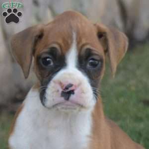 Hope, Boxer Puppy