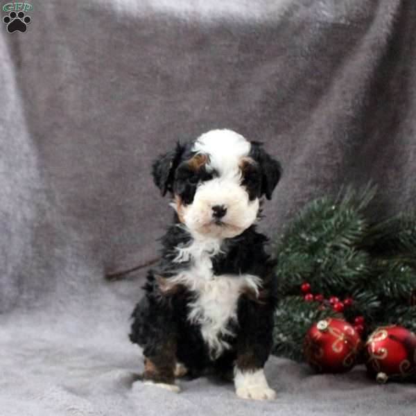 Hope, Mini Bernedoodle Puppy