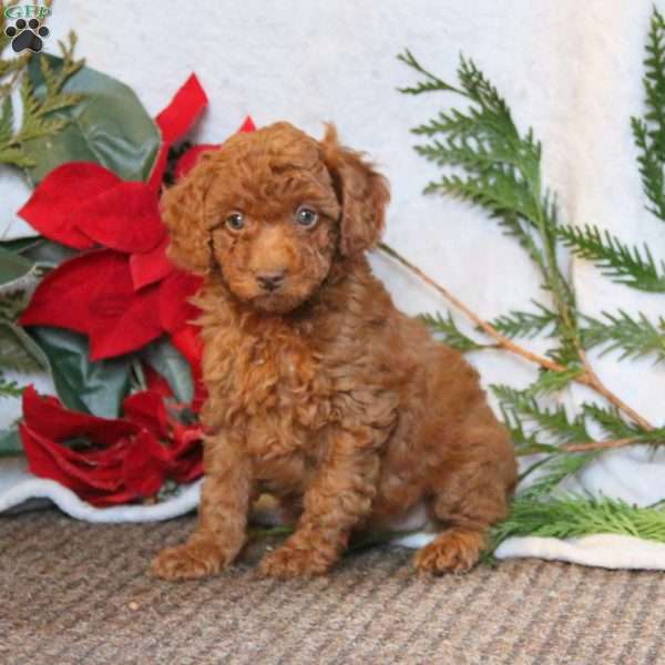 Hope, Cockapoo Puppy