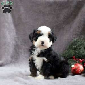 Hope, Mini Bernedoodle Puppy