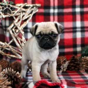 Hope, Pug Puppy