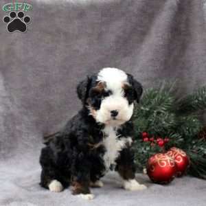 Hope, Mini Bernedoodle Puppy