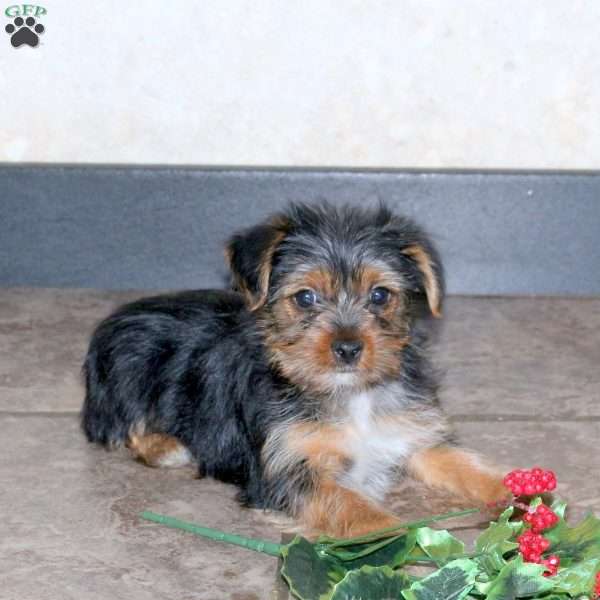 Hosanna, Yorkie Puppy