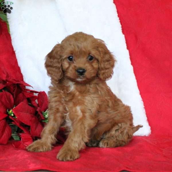 Hosanna, Cavapoo Puppy