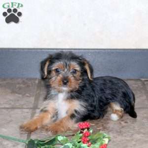 Hosanna, Yorkie Puppy