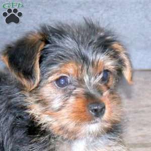 Hosanna, Yorkie Puppy