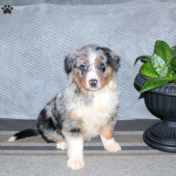 Houston, Australian Shepherd Puppy