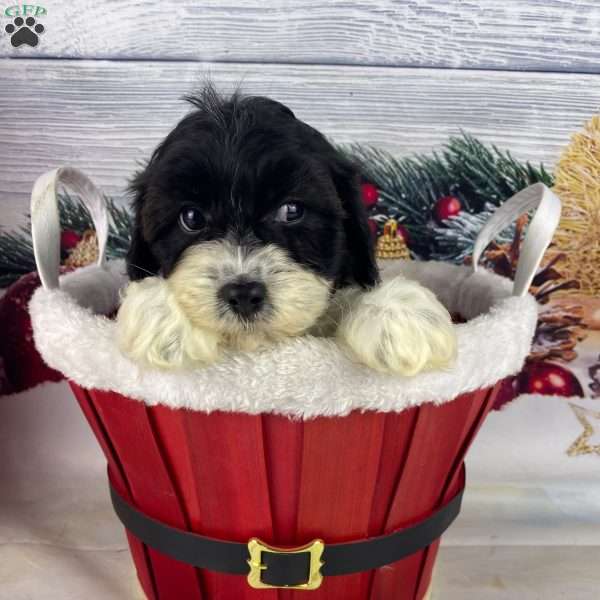 Leo, Cavapoo Puppy