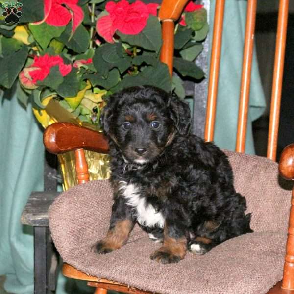 Hudson, Mini Aussiedoodle Puppy