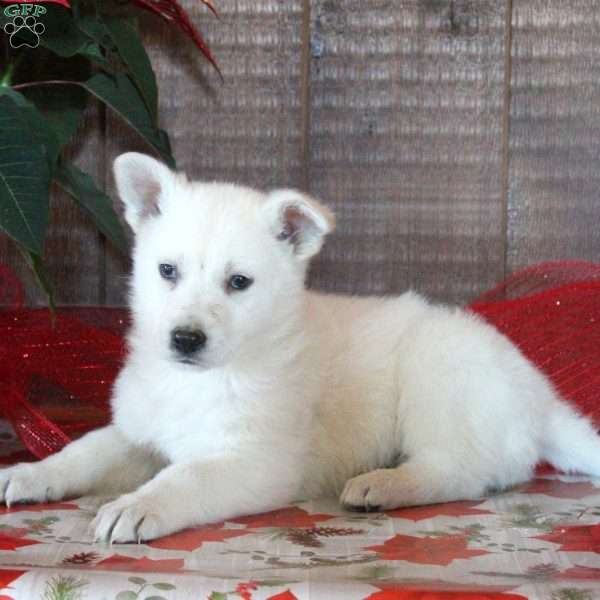 Hudson, German Shepherd Puppy