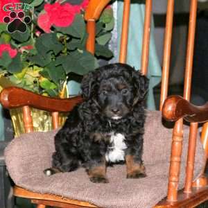 Hudson, Mini Aussiedoodle Puppy