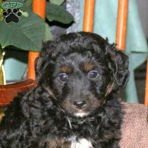 Hudson, Mini Aussiedoodle Puppy