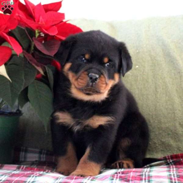 Hudson, Rottweiler Puppy