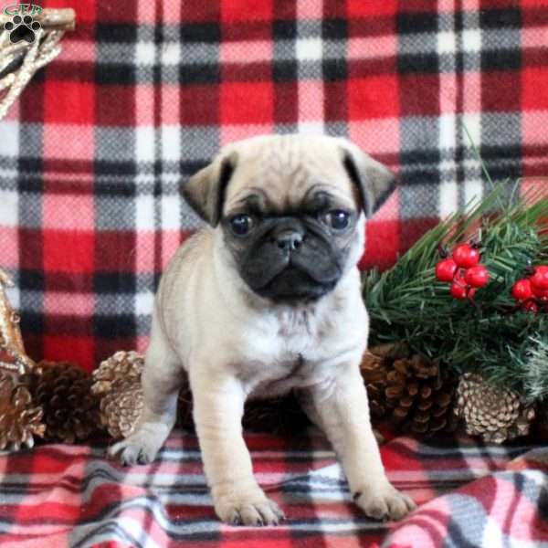 Hudson, Pug Puppy