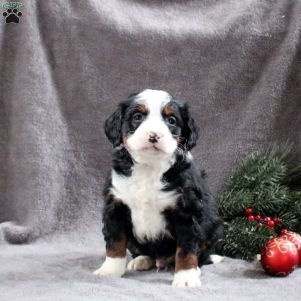 Hudson, Mini Bernedoodle Puppy